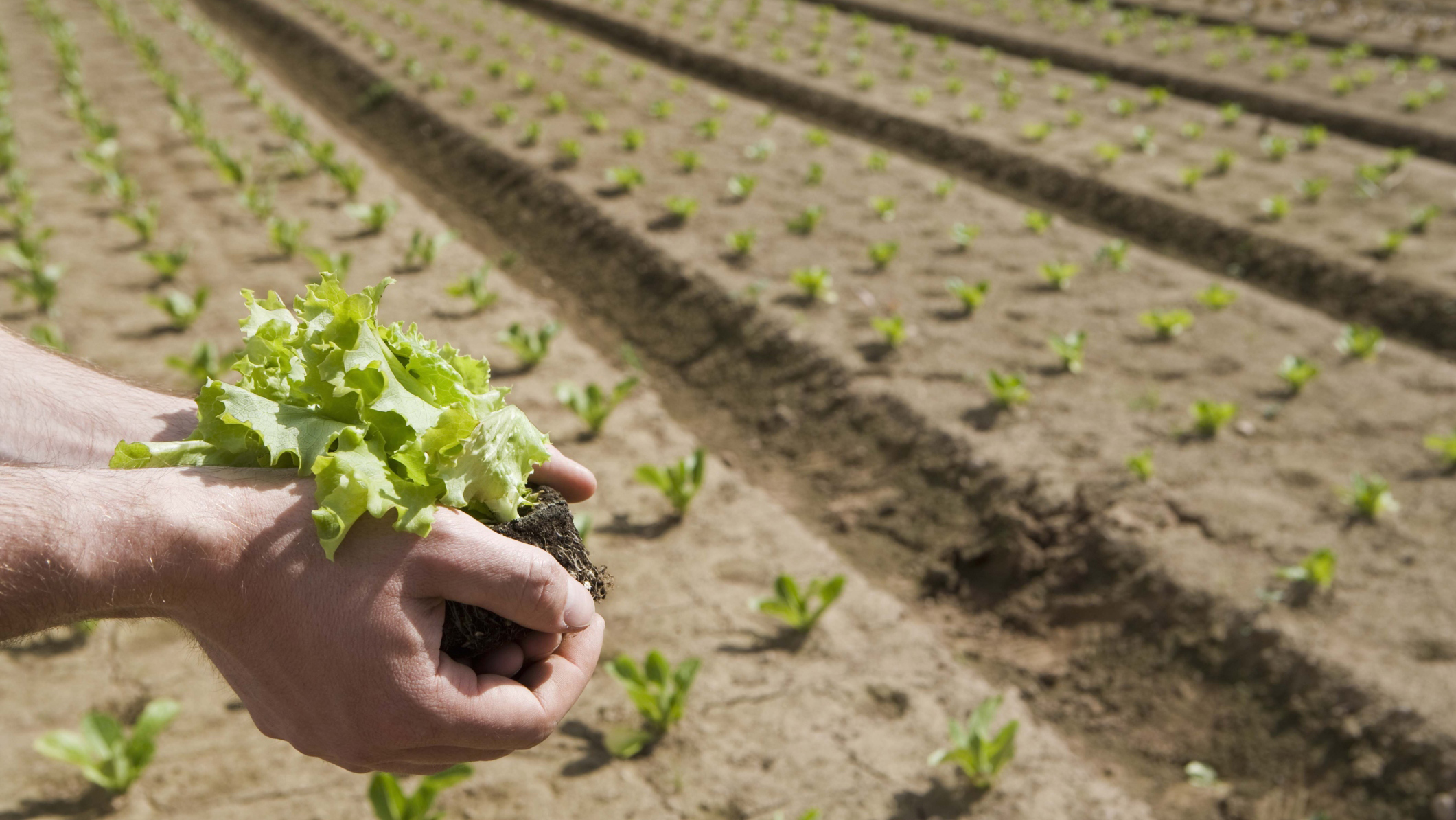 Crops in hand